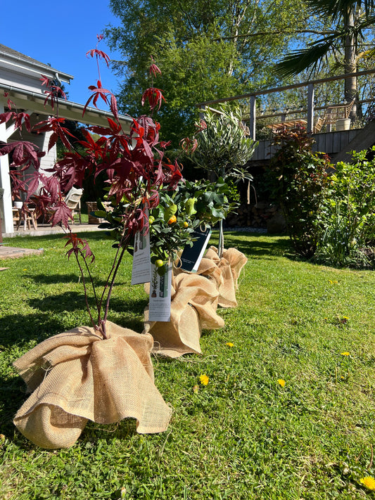 arbre-fruitier-idées-cadeaux