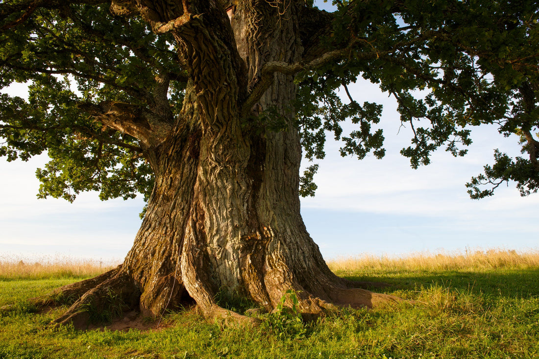 Les Arbres Mythiques et Leurs Légendes : Quand la Nature Raconte des Histoires