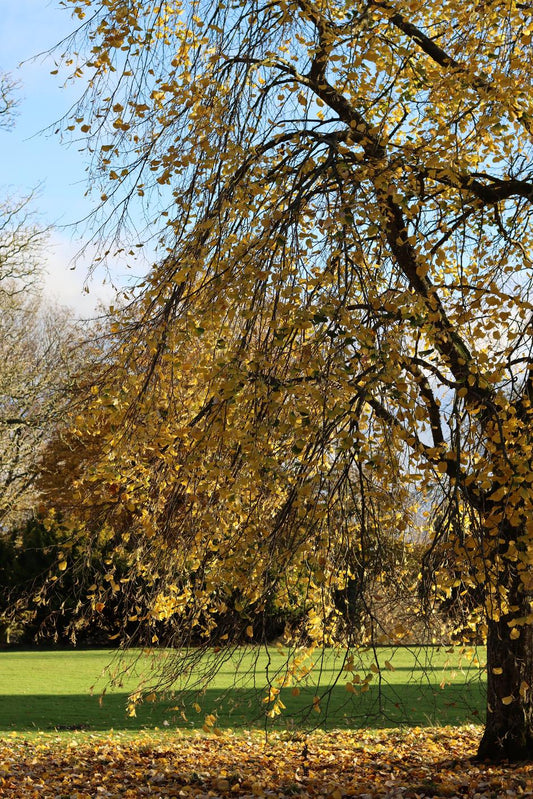 Planter un arbre en mémoire d’un proche disparu hommage durable