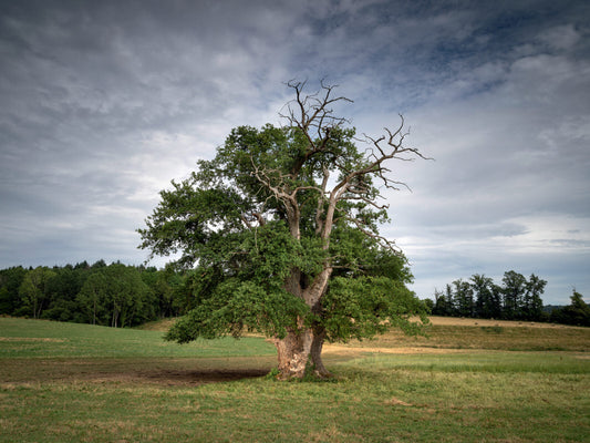 arbre symbolique paysage coucher de soleil chêne olivier pommier signification