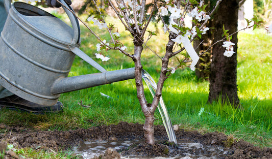 Arbre a offrir - Arbre a plater - Idée cadeau Naissance 