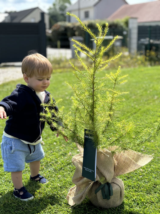 Arbre planté près d’un mur en pierre dans un jardin paysager avec distance respectée