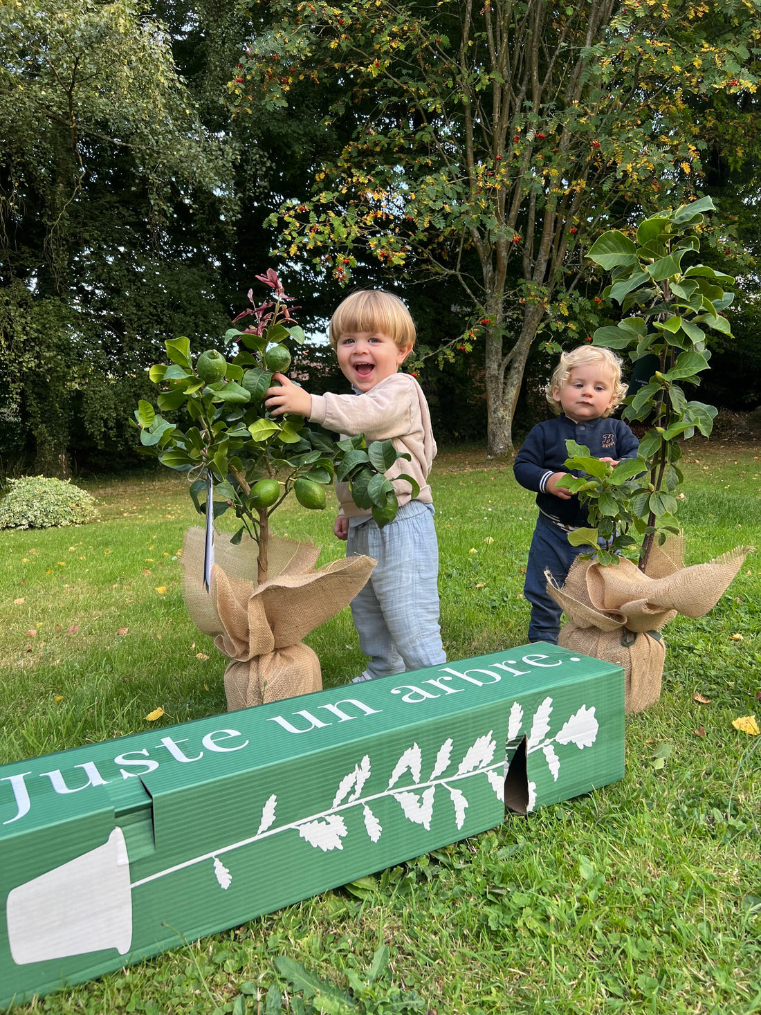 Arbre fraîchement planté dans un jardin en automne, symbole de reprise réussie et de croissance durable