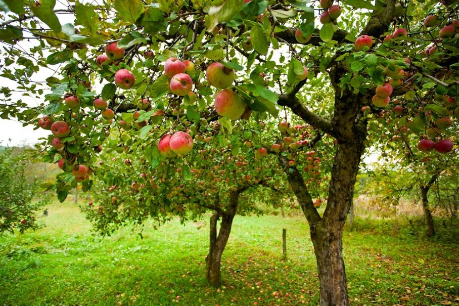 Arbre fruitier rustique dans un jardin du nord de la France, adapté au climat frais et humide.
