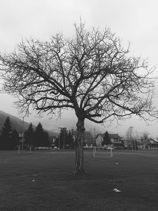 arbre-entretien-idées-cadeaux