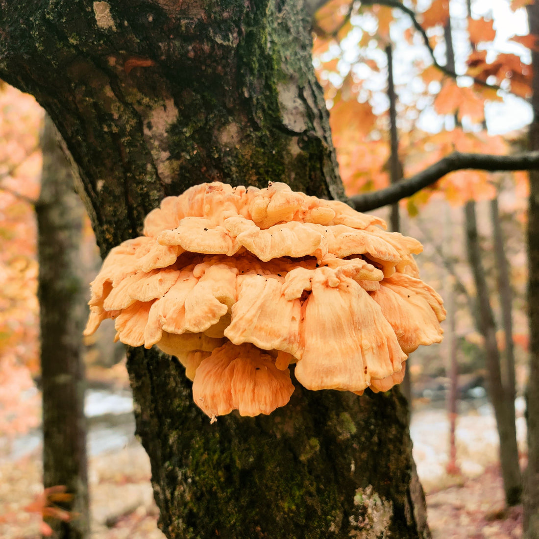 champignons-arbre-idées-cadeaux
