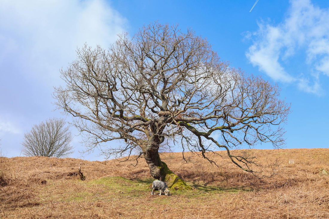 Arbres résistants au réchauffement climatique plantés dans un jardin sec et ensoleillé