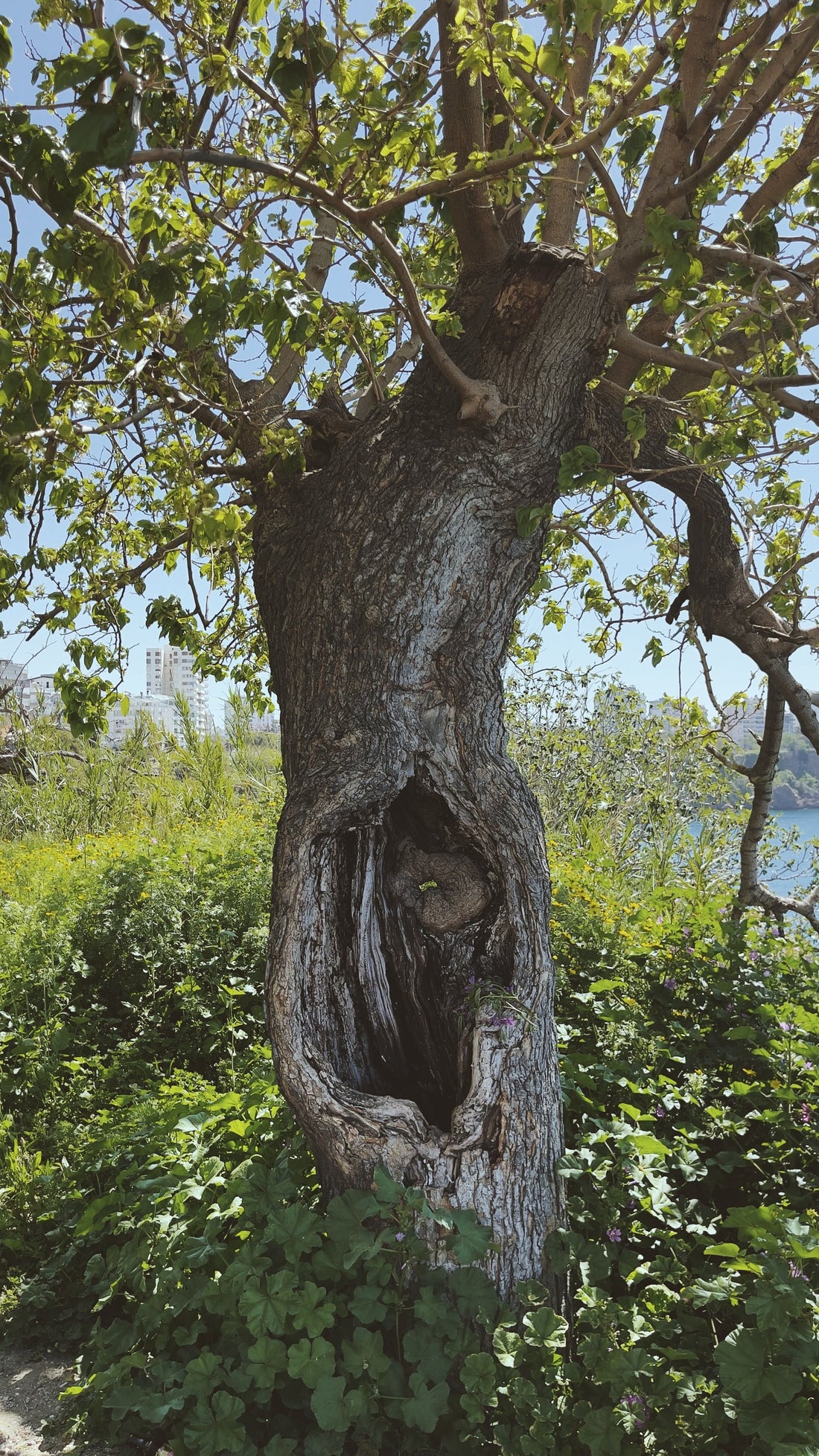arbre-tronc-creue