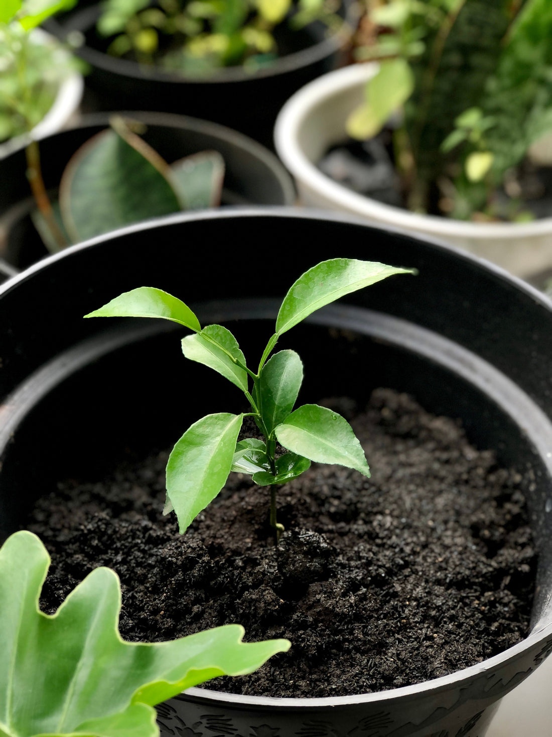 terreau-arbre-en-pot