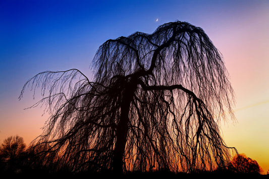 SYMBOLIQUE DES ARBRES SIGNIFICATION DES ARBRES SYMBOLIQUES 