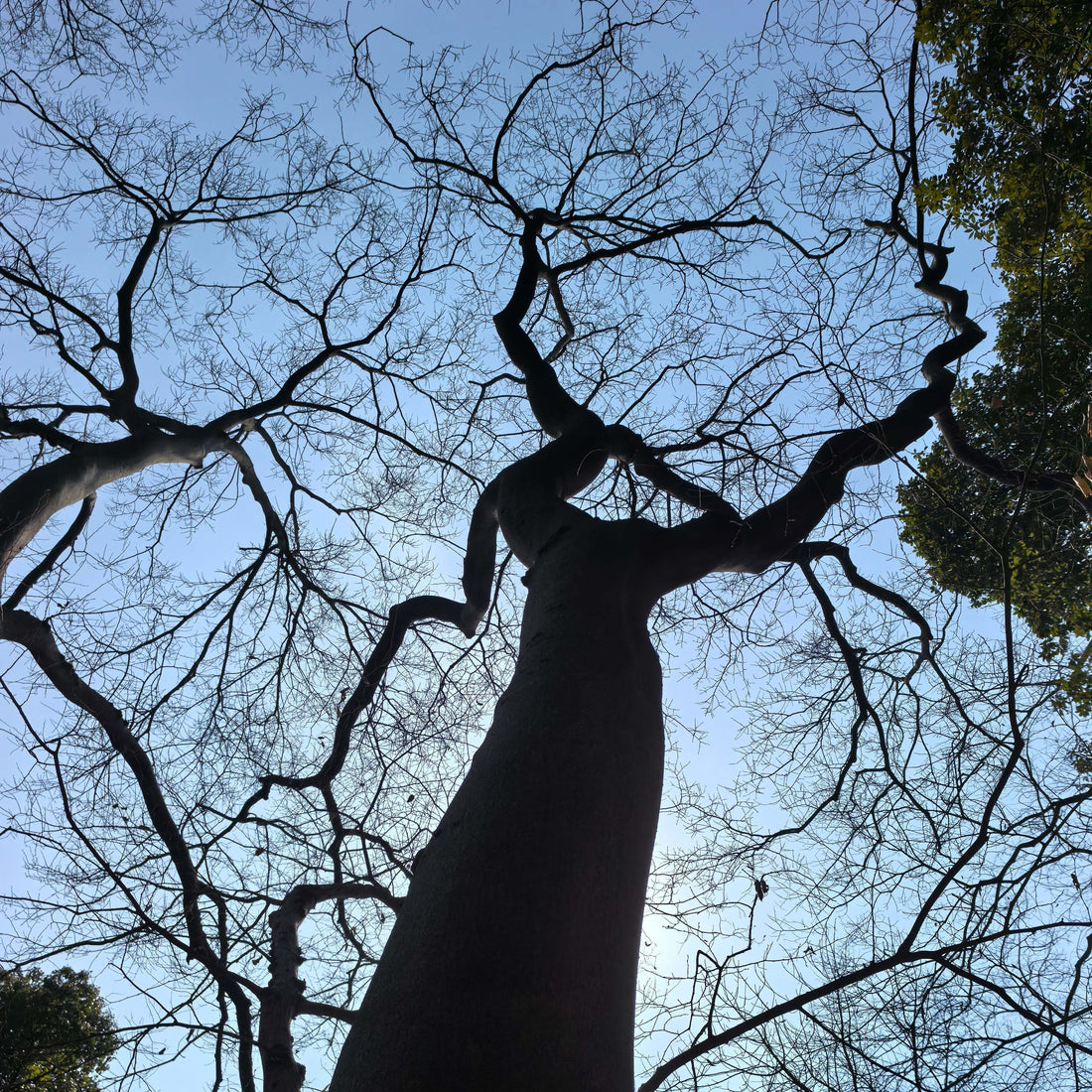 arbre-idées-cadeaux