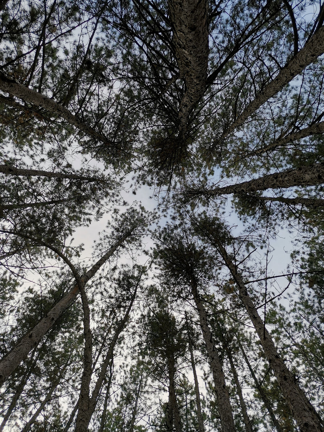 arbre-de-vie-idées-cadeaux