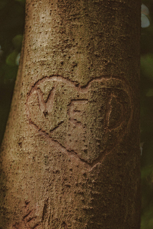 arbre-amour