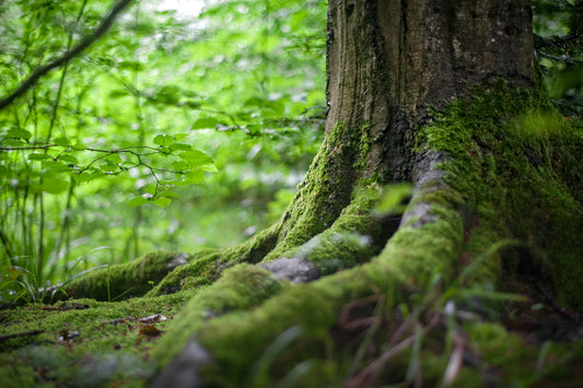 Arbre spirituel et arbre de vie 