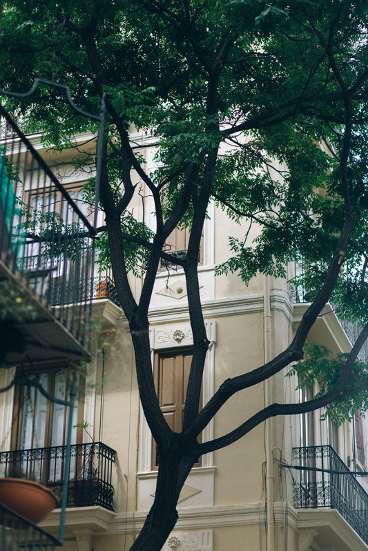arbre-en-pot