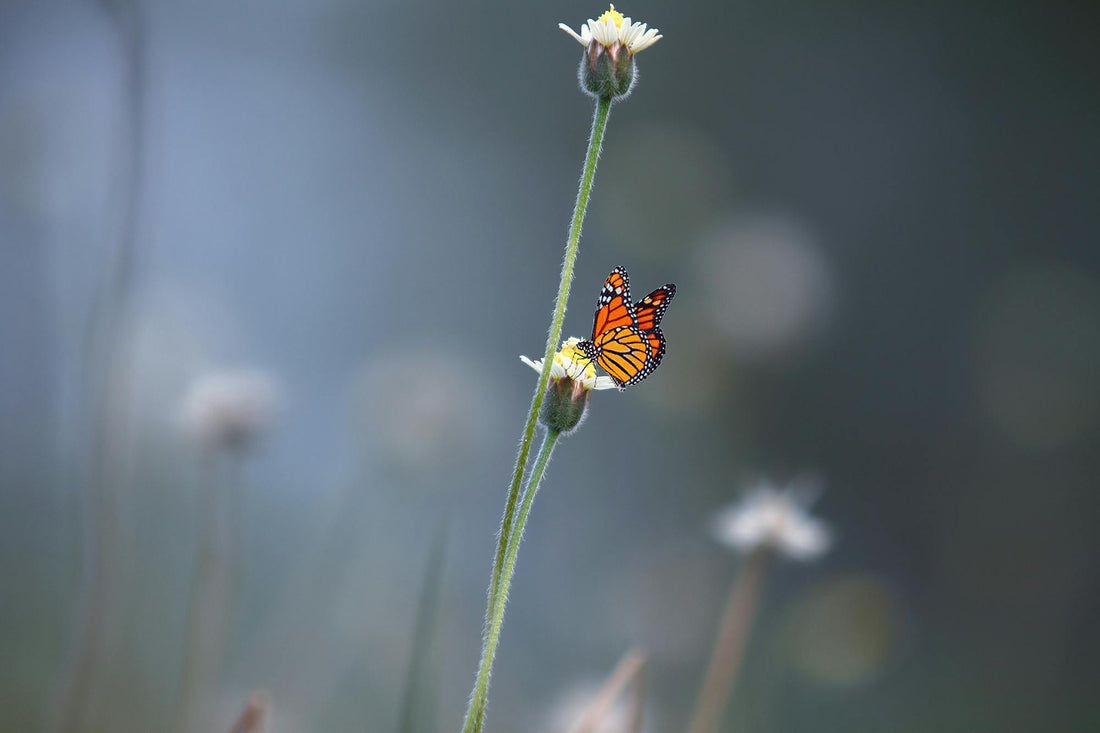 Papillon posé sur les fleurs d’un arbre nectarifère dans un jardin naturel