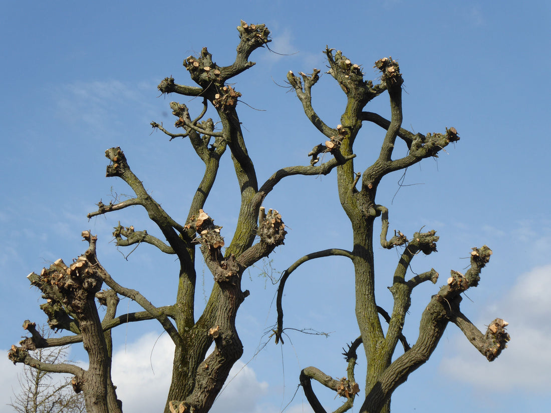 taille-arbre-idées-cadeaux