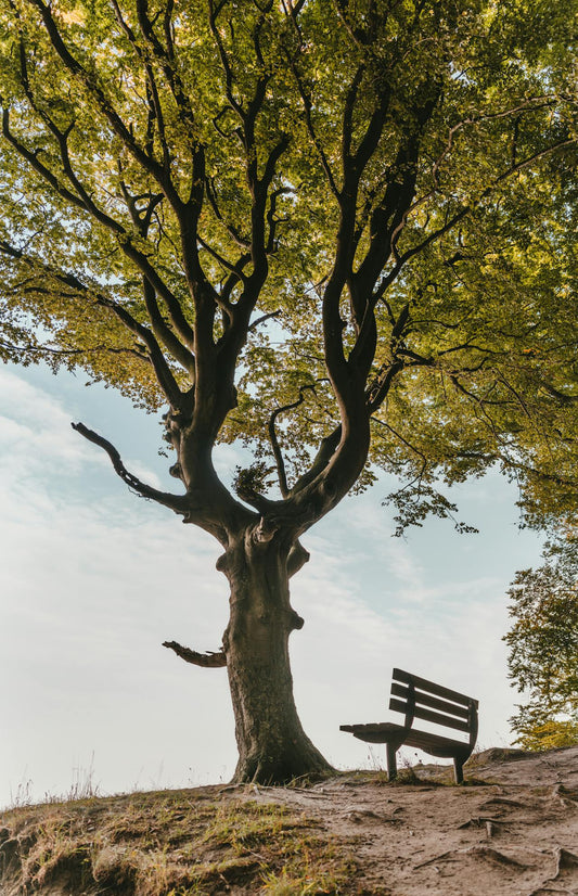 ARBRE SEUL