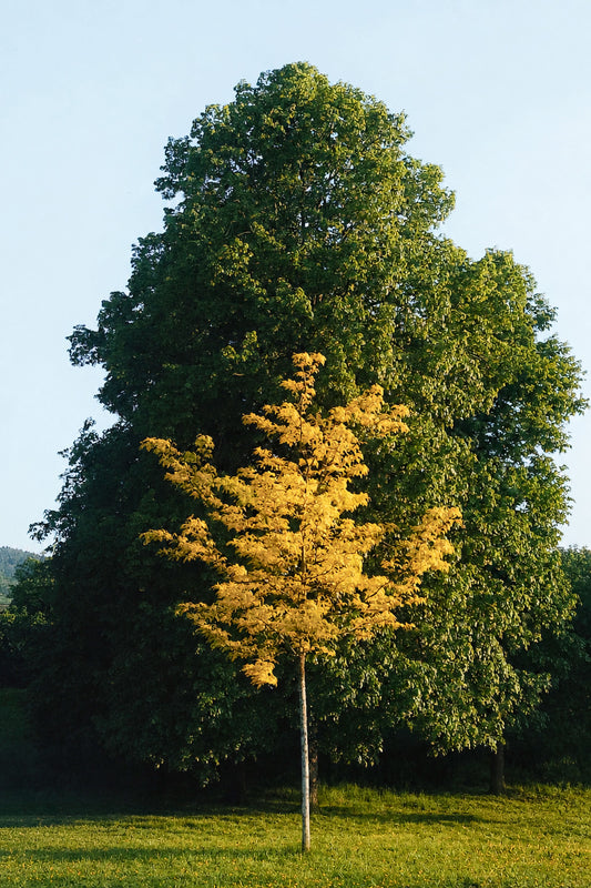 arbre-cadeaux