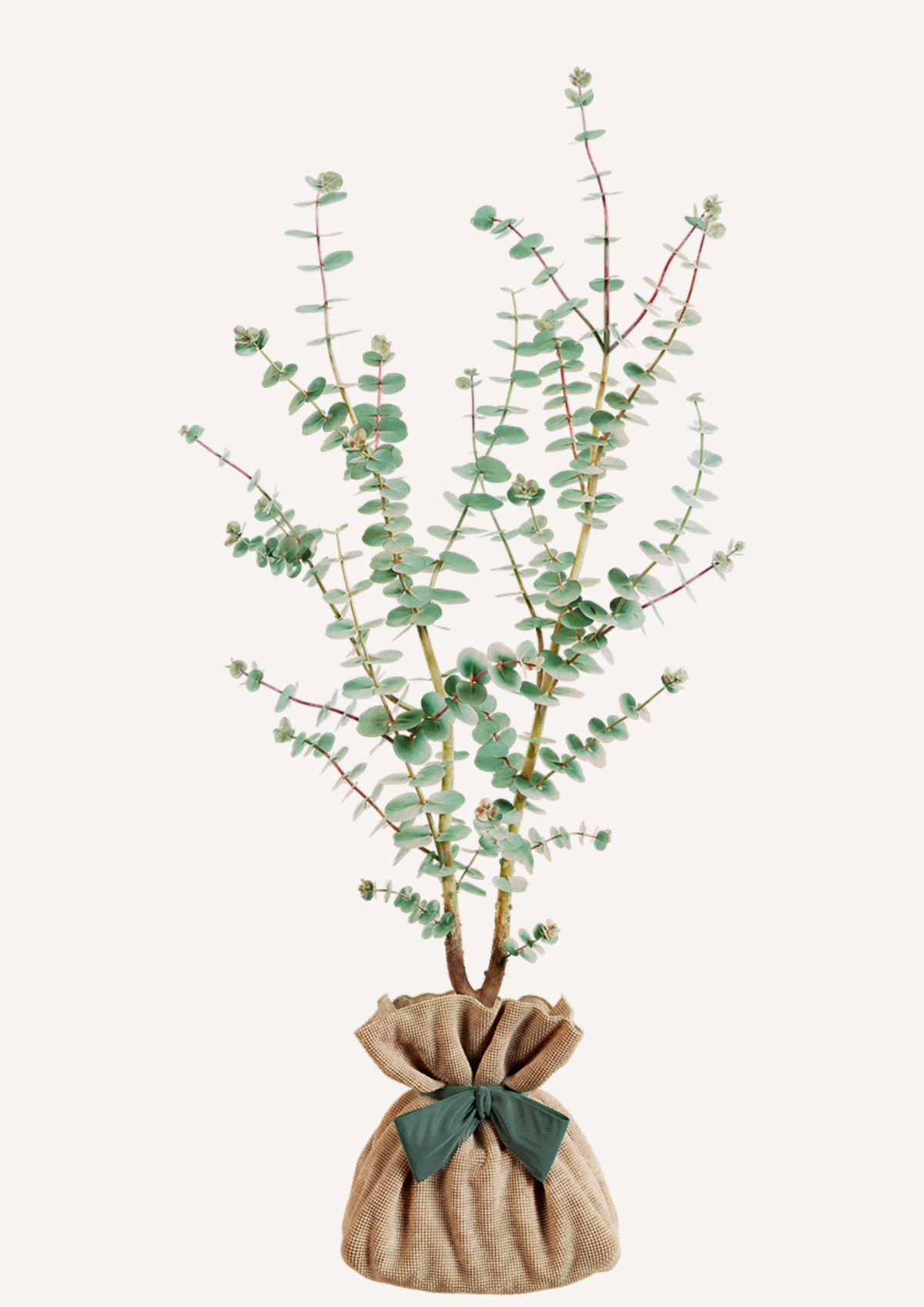 Offrir un arbre en cadeau