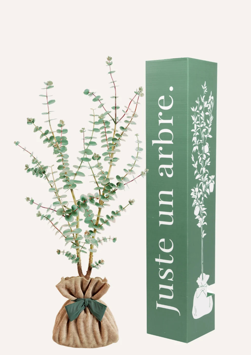 Fiche entretien Eucalyptus "Gunnii"