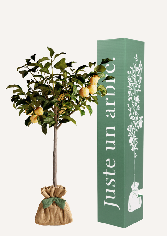 Prunier Reine-Claude dorée en pot – idée cadeau symbolique arbre fruitier à offrir