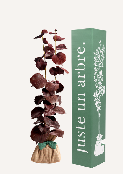 Noisetier pourpre en pot – idée cadeau original arbre décoratif à offrir