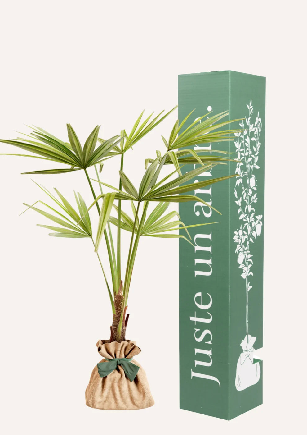 Fiche entretien : Palmier de chine