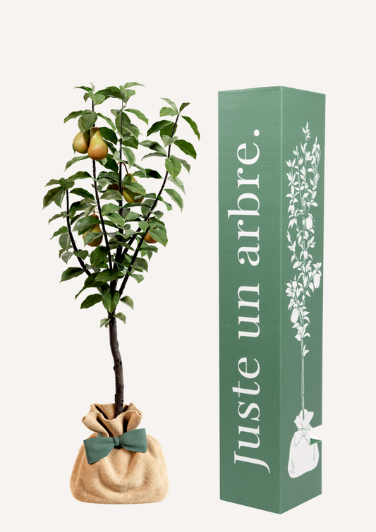 Un poirier à offrir – idée cadeau symbolique douce et pleine de sens