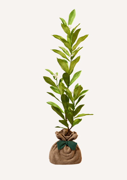 Magnolia étoilé cadeau naissance ou mariage – un arbre qui fleurit chaque année