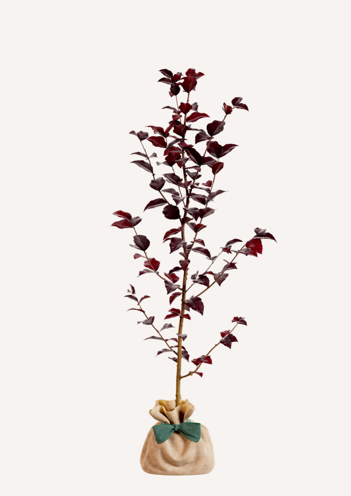 Un arbre décoratif à offrir – hêtre pourpre pour un cadeau unique