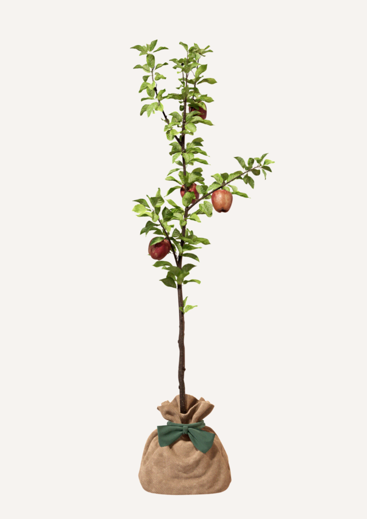 Planter un pommier – une idée cadeau symbolique pour créer des souvenirs