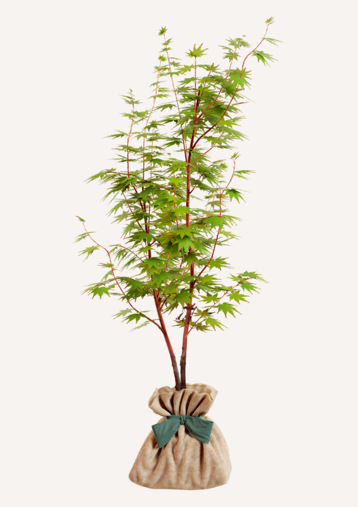 érable du Japon corail jardin arbre décoratif toute saison cadeau durable symbolique