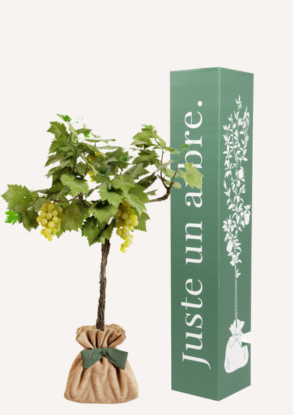 Vigne "Chasselas Doré"