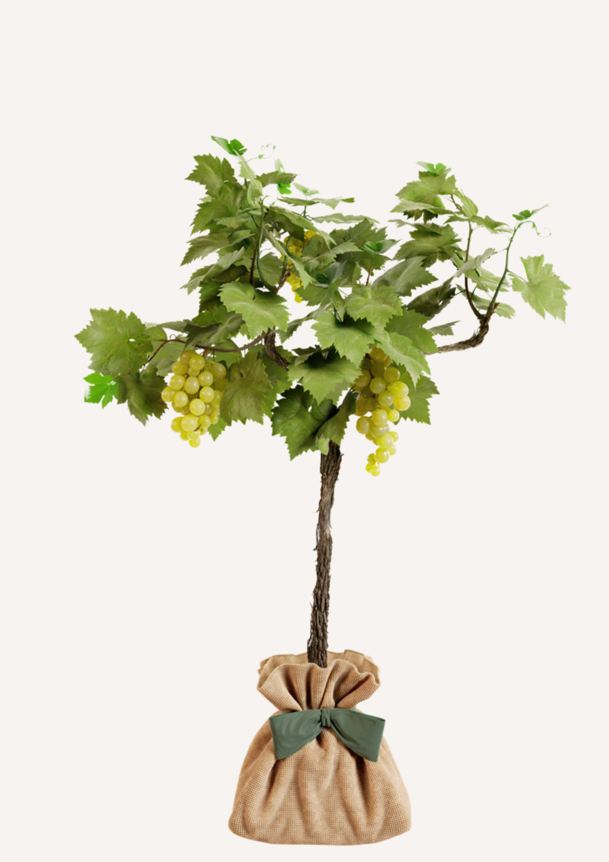 Vigne "Chasselas Doré"