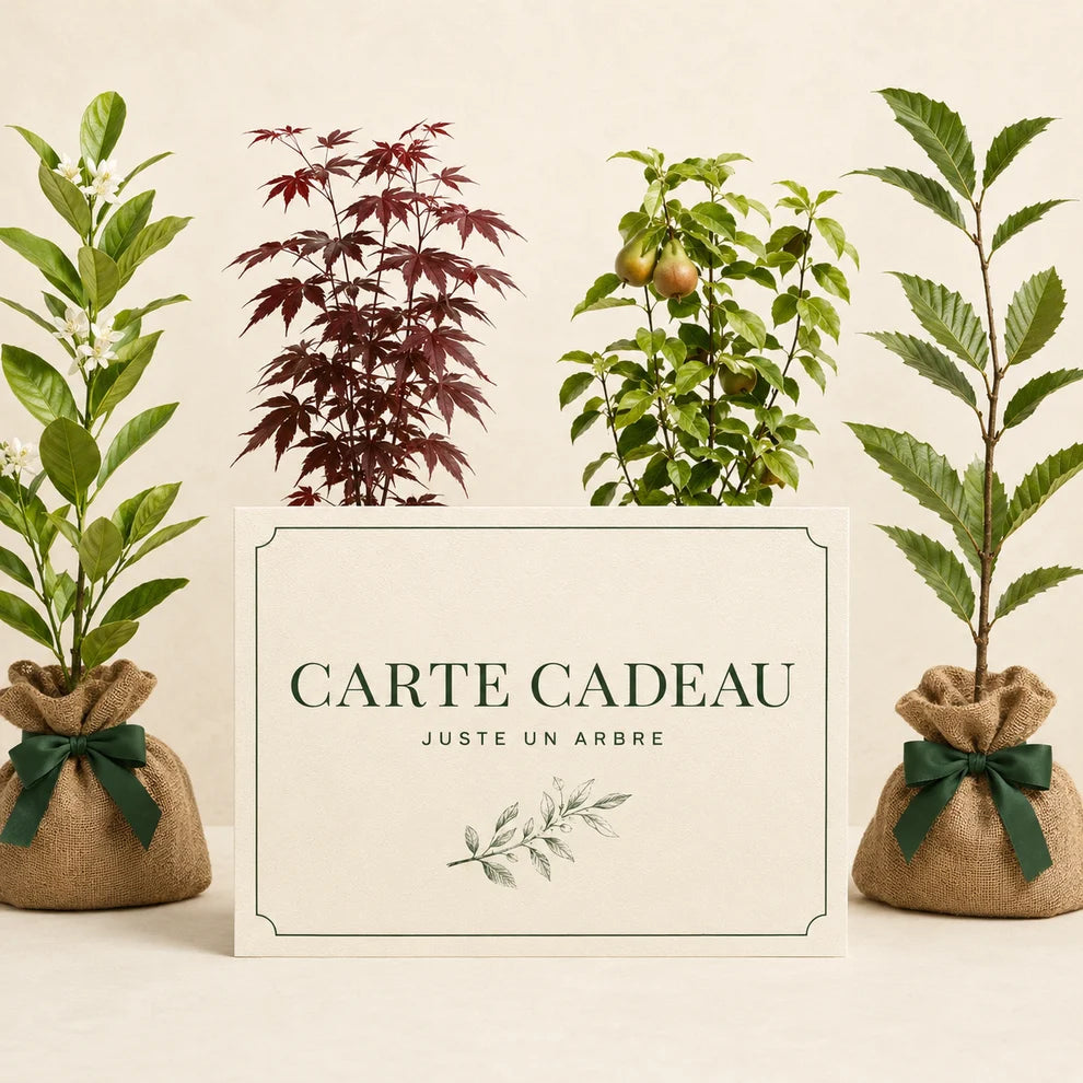 Carte-cadeau