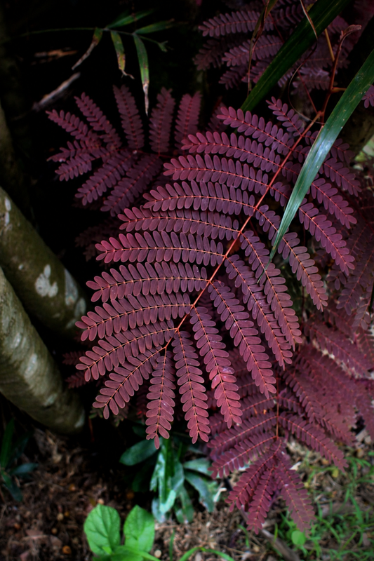 Fiche entretien : Albizia "Summer Chocolate"