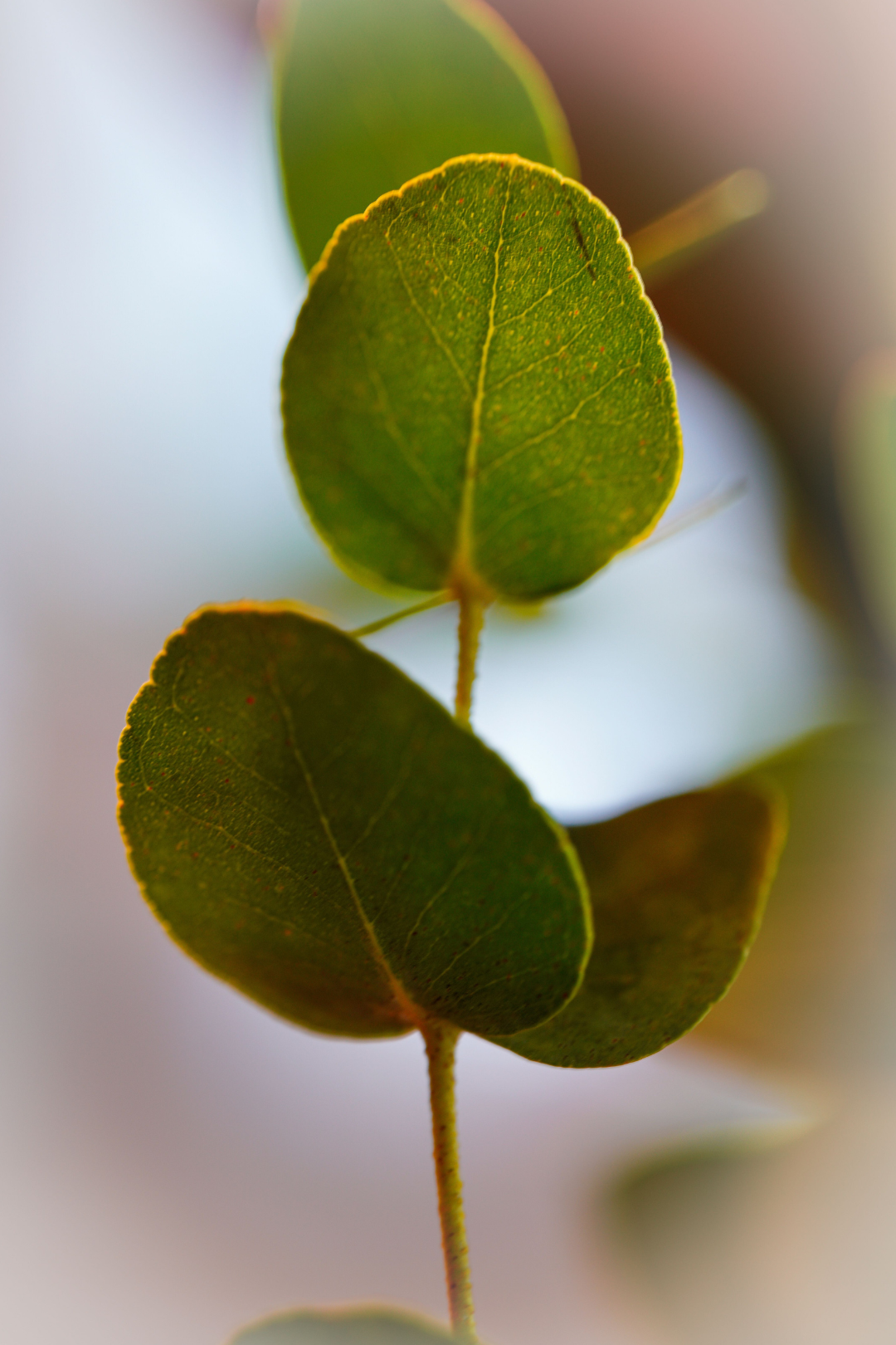 Fiche entretien Eucalyptus "Gunnii"
