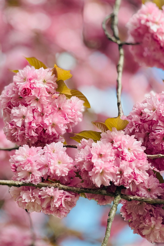 Fiche entretien : Cerisier à Fleurs du Japon "Kanzan"