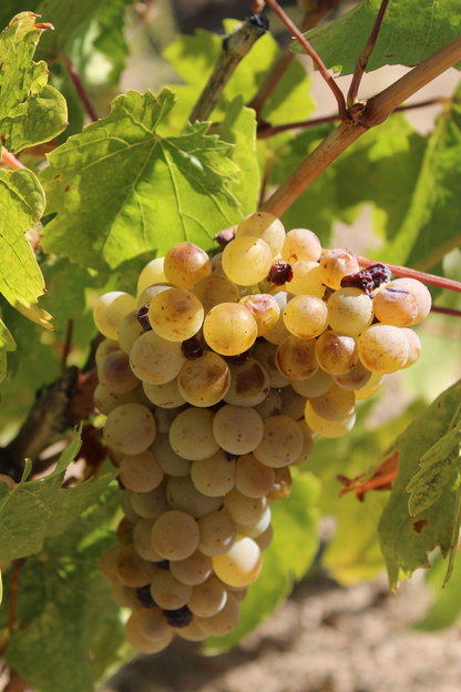 Fiche entretien Vigne "Chasselas Doré"